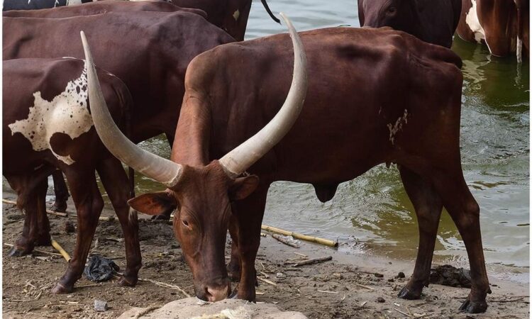 Ankole long-horned cattle