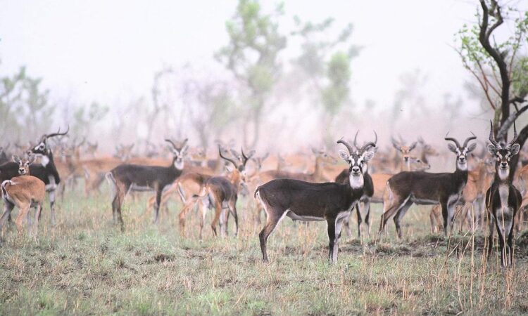 Bandingilo National Park