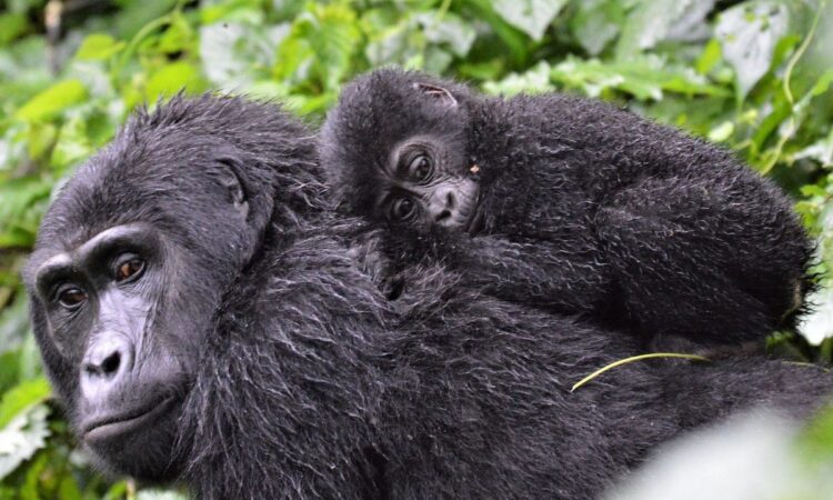 Isimbi gorilla group