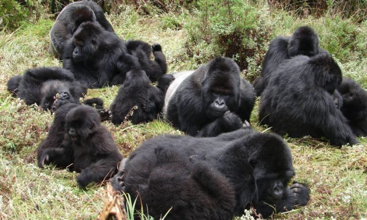 Karisimbi gorilla family