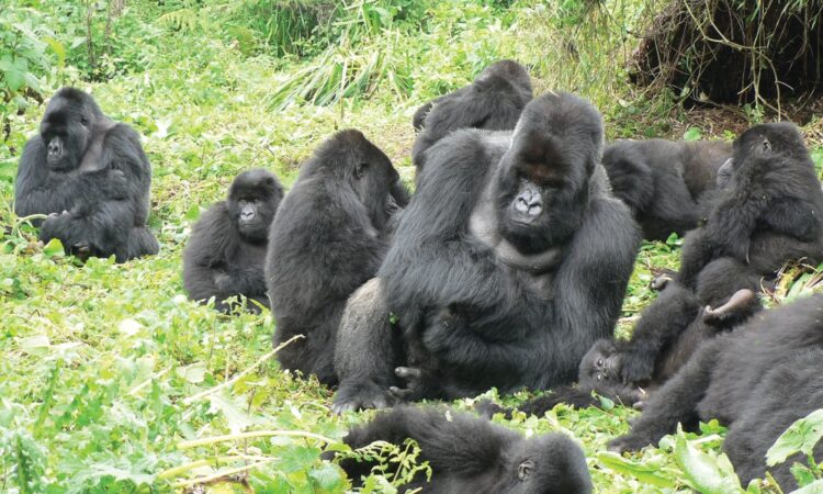 Pablo gorilla group