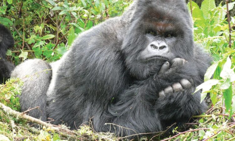 Twibuke silverback