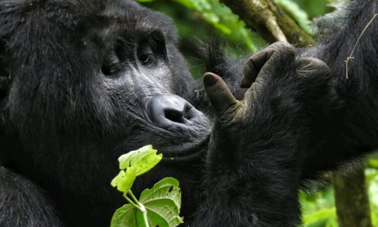 Uganda gorilla trekking
