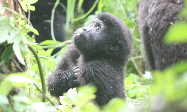 budget gorilla trekking Rwanda