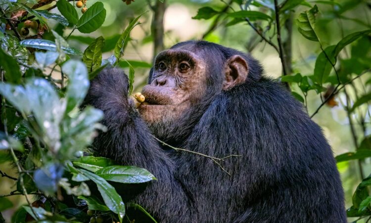 chimpanzee primate tours