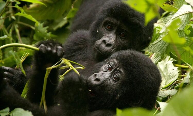 gorilla trekking Bwindi