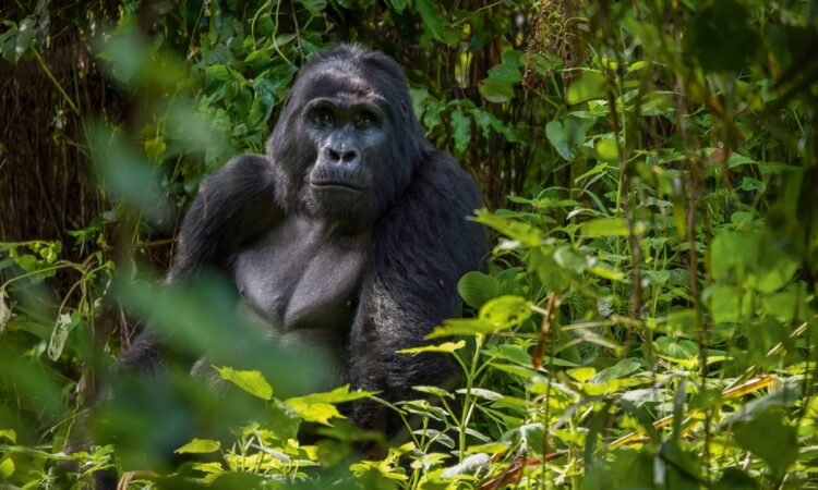 Gorilla