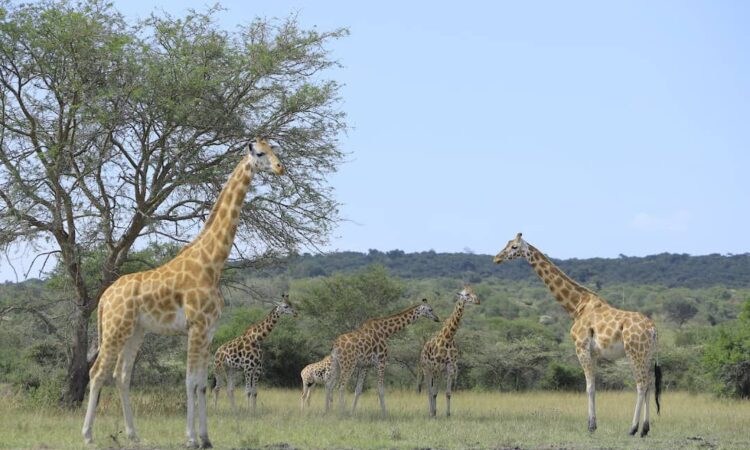 luxury safari Uganda