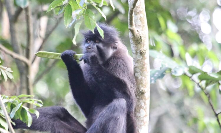 mabira forest
