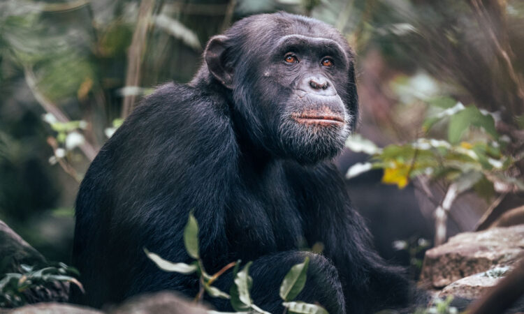 primate tours in Uganda