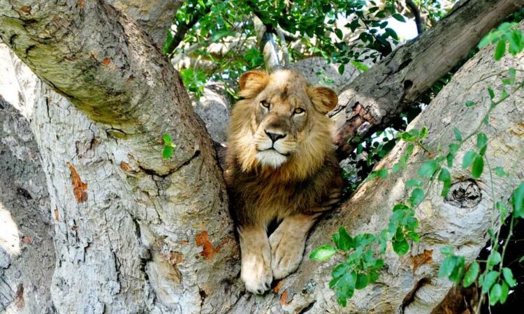 tree-climbing lions Queen NP