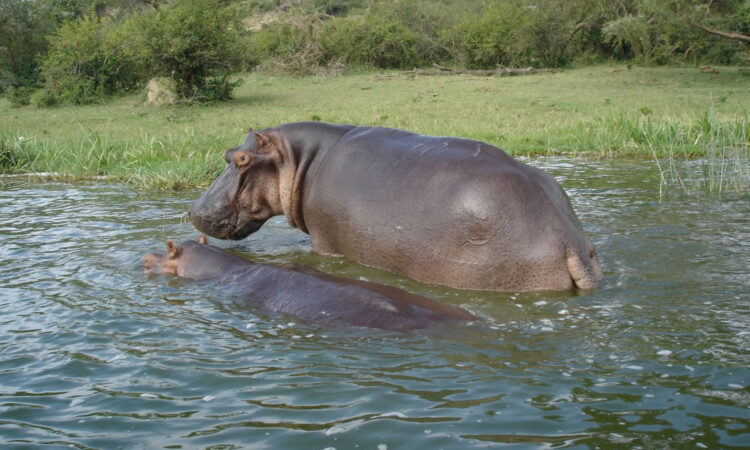 A tour to Katonga Wildlife Reserve