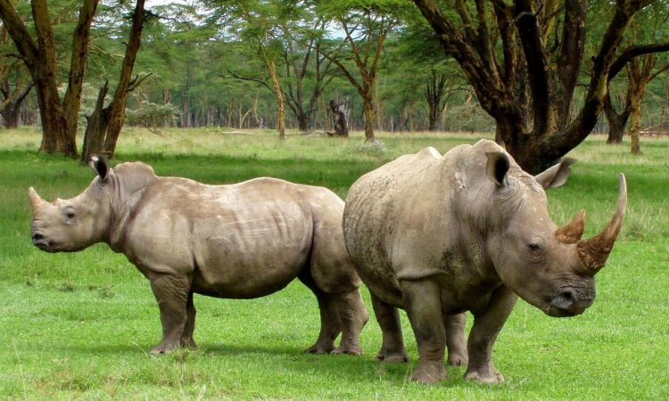 A tour to Ajai Wildlife Reserve