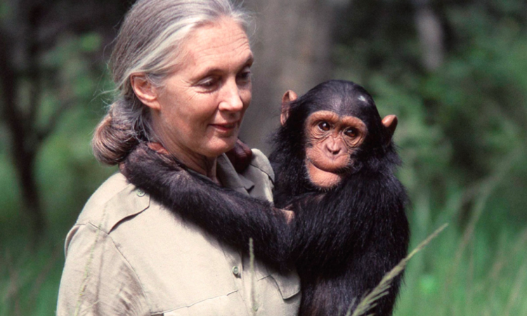 Dr. Jane Goodall - “the monkey lady”