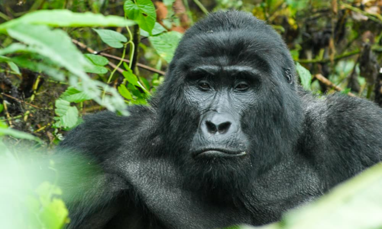 Gorilla watching in Rwanda and Uganda 2026