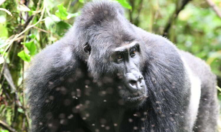 Introduction of discounted low season chimpanzee and gorilla trekking permits