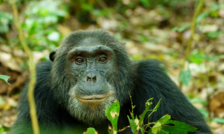 What do chimpanzees eat