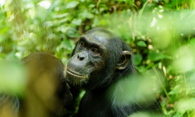 Where to go for Rwanda luxury safaris in 2026