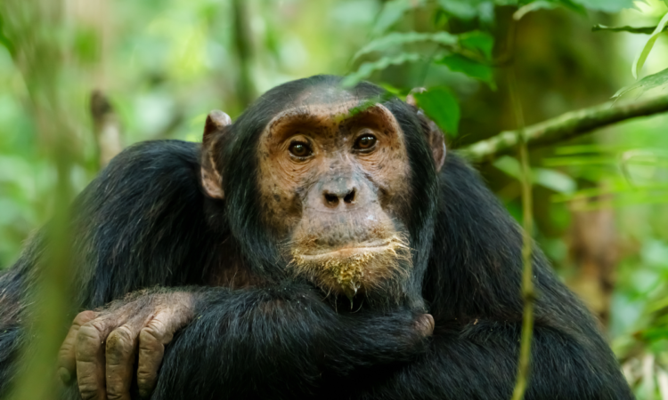 Activities in Kibale National Park