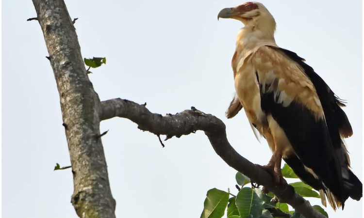 Birding in Mabira Forest