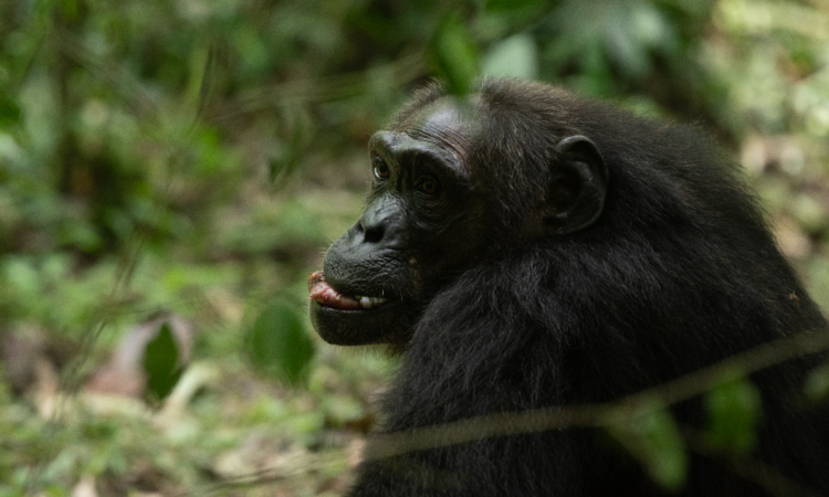 Can chimpanzees eat humans?