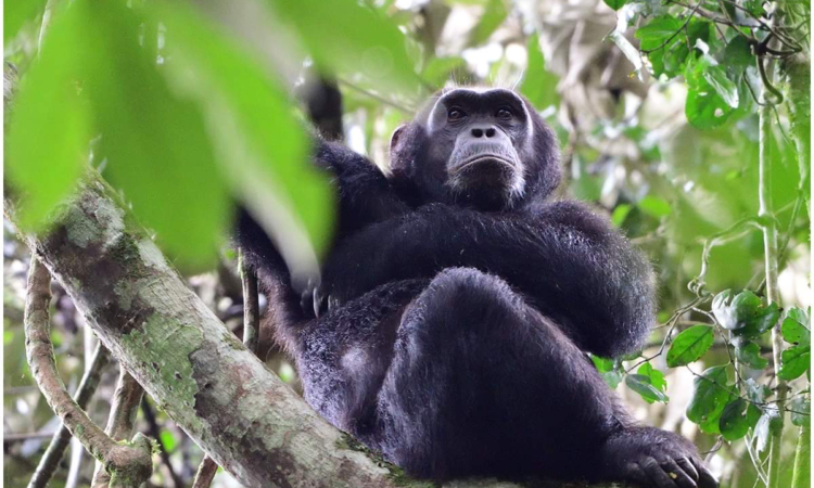 Chimpanzee families in Kyambura Gorge