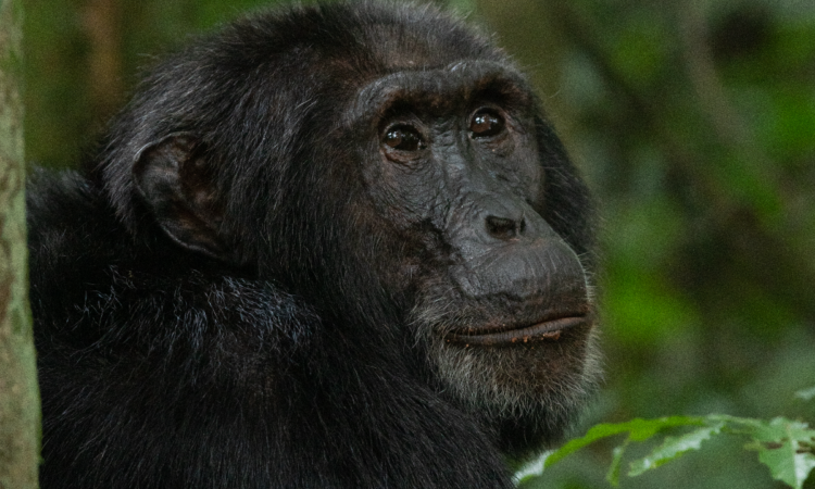 Chimpanzee filming tours in Uganda