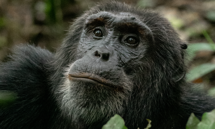 Chimpanzees Vs gorillas; interesting comparison between gorillas and chimps