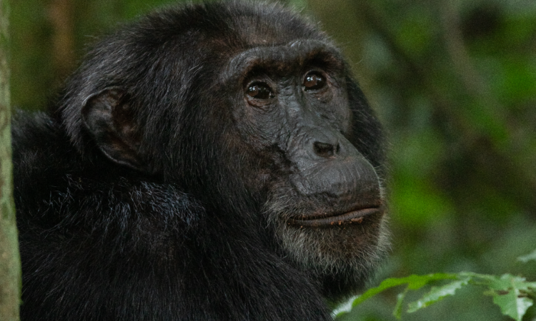 Key Chimpanzee Areas and Communities in Kibale National Park
