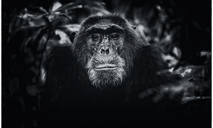 Kibale National Park Chimpanzees in a Violent Civil War