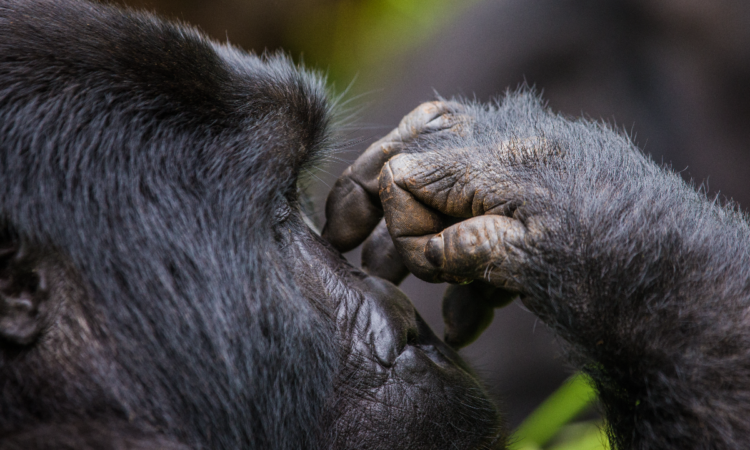 Mgahinga National Park – best destination for gorilla filming tours in Uganda