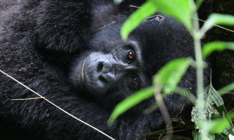 Susa gorilla group in Volcanoes National Park