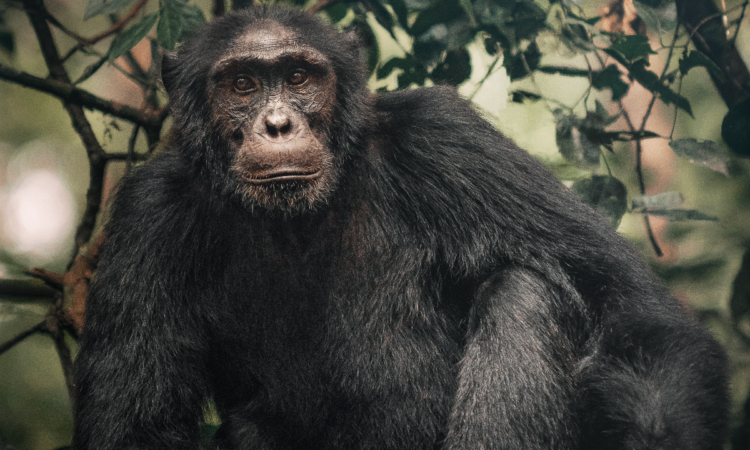 Trekking chimpanzees in Buraiga sector of Kibale National Park