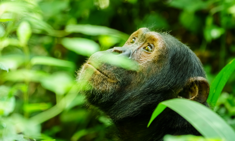What are 10 facts you didn’t know about chimpanzees