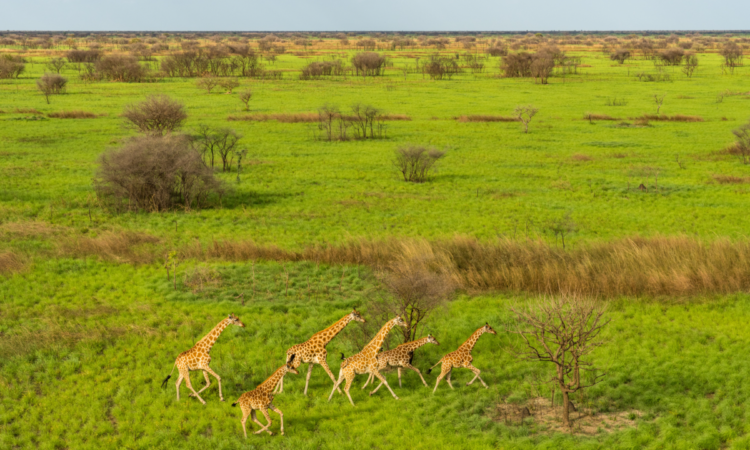 Where to do game drives in South Sudan?