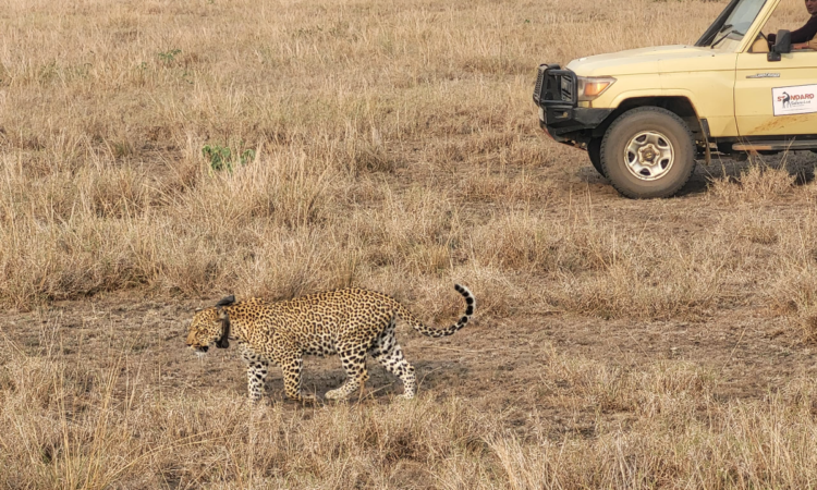 10 days Uganda luxury safari