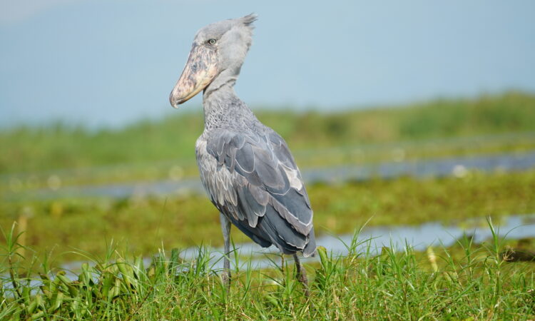 2 Days Mabamba Wetland and Entebbe Botanical Gardens Tour