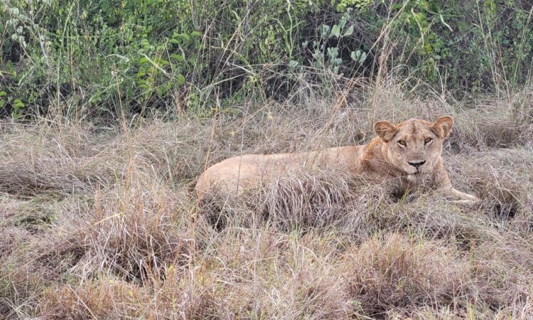 2 days Selous National Park Safari from Zanzibar
