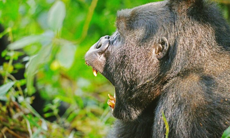 4 Days Bwindi Gorilla Habituation safari from Kigali