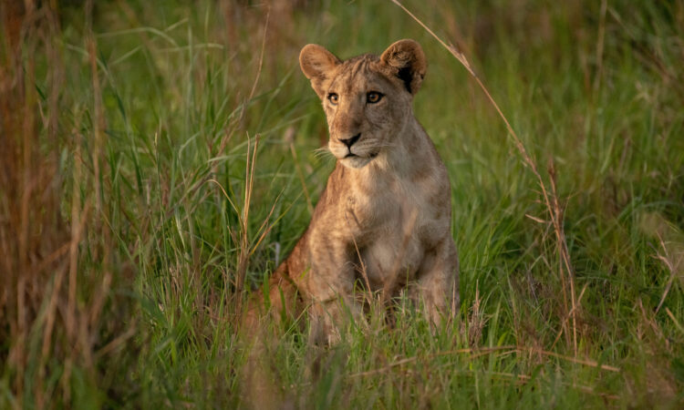 4 Days Murchison Falls National Park Game and Culture Safari