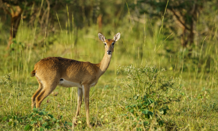 About Bandingilo National Park