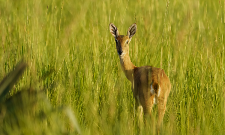 About Nimule National Park
