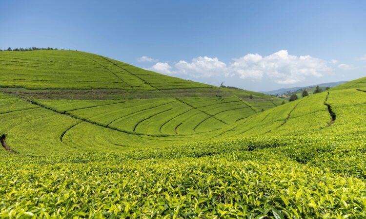 Pfunda Tea Plantation Tour in Rwanda.