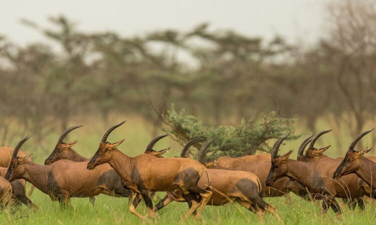 Safe national parks to visit in South Sudan