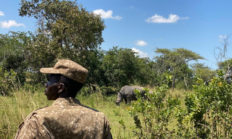 Ziwa has another Baby Rhino