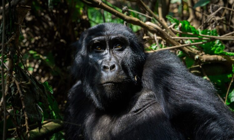Are there Mandatory Vaccinations for Gorilla Trekking in Rwanda