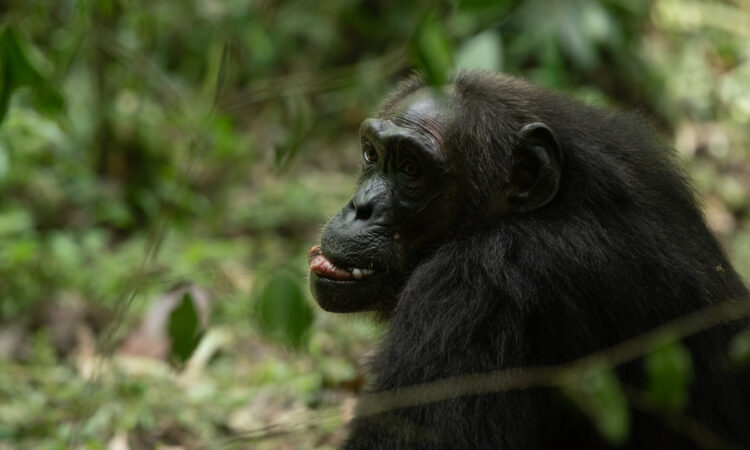 Do Chimpanzees Eat Monkeys