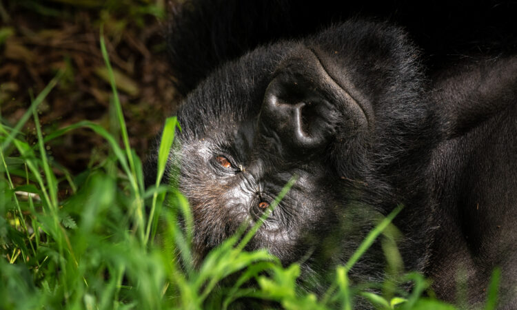 How Can I Reschedule My Rwanda Gorilla Permit?