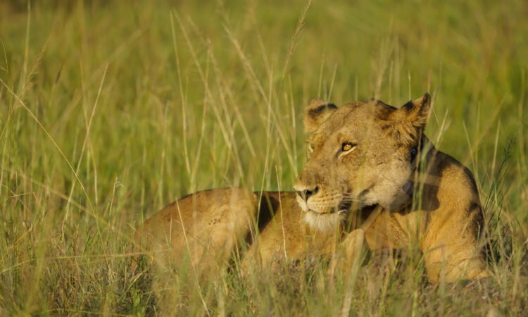 Increased Price for Experiential Lion Tracking in Queen Elizabeth National Park