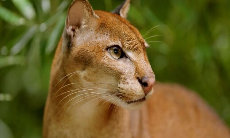 Introduction of Golden Cat Tracking for 5 Days in Kibale National Park